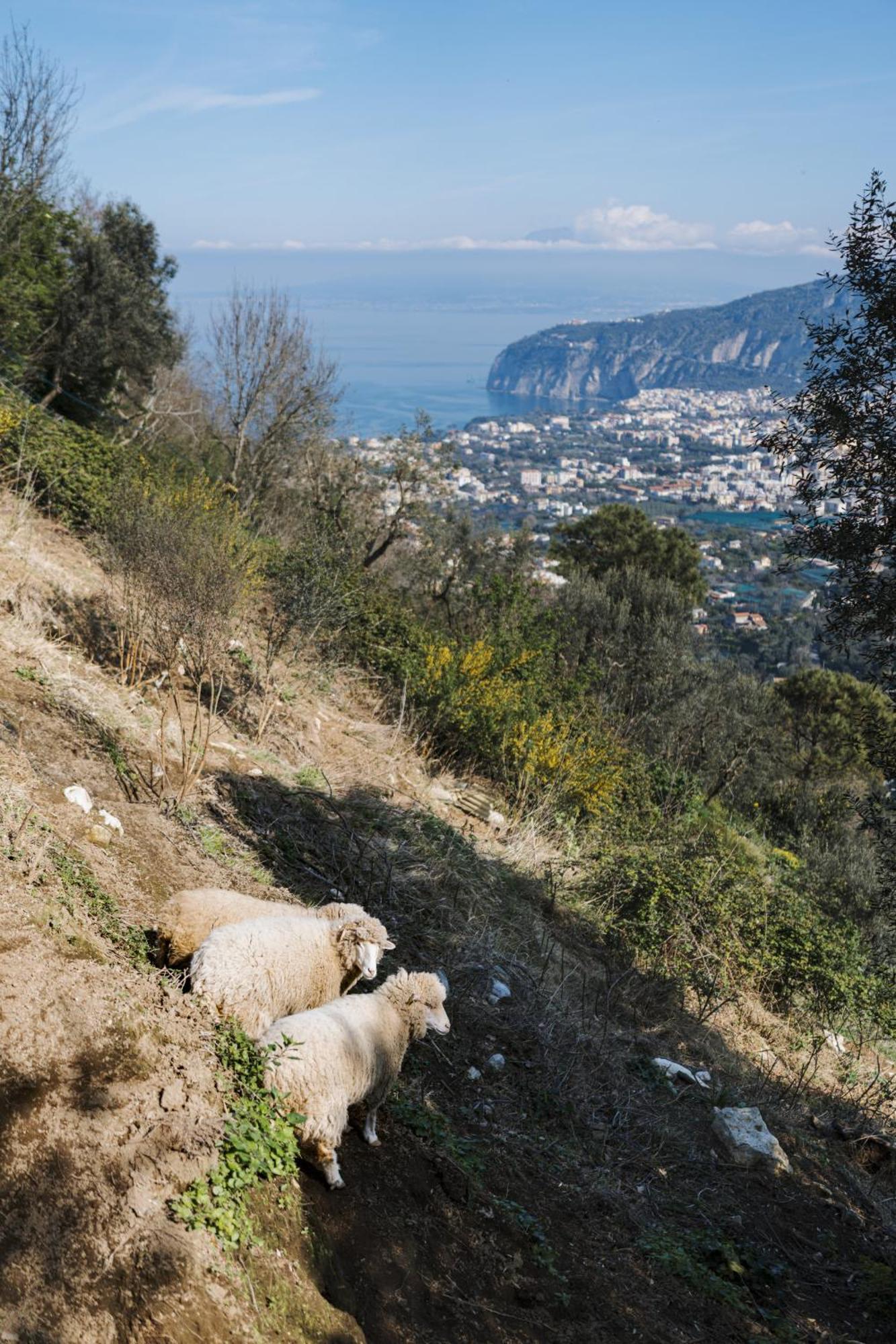 Agriturismo Nonno Antonino Sant'Agnello Esterno foto